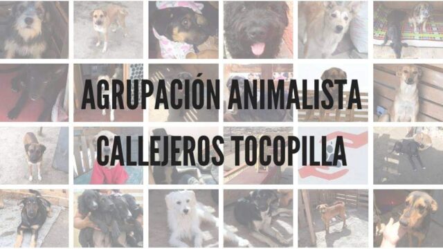 Agrupación Animalista <br> Social y Cultural <br> Callejeros Tocopilla